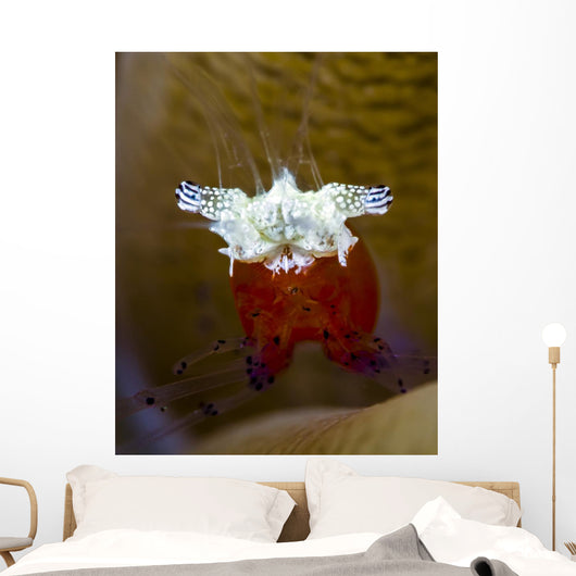 Mushroom Coral Shrimp Milne Wall Decal