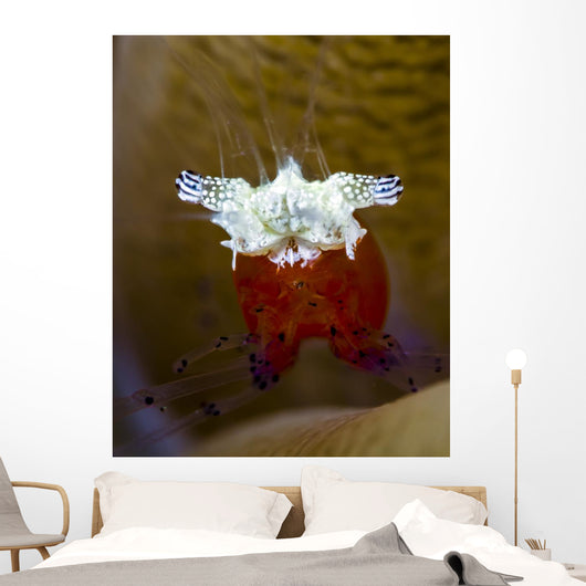 Mushroom Coral Shrimp Milne Wall Decal