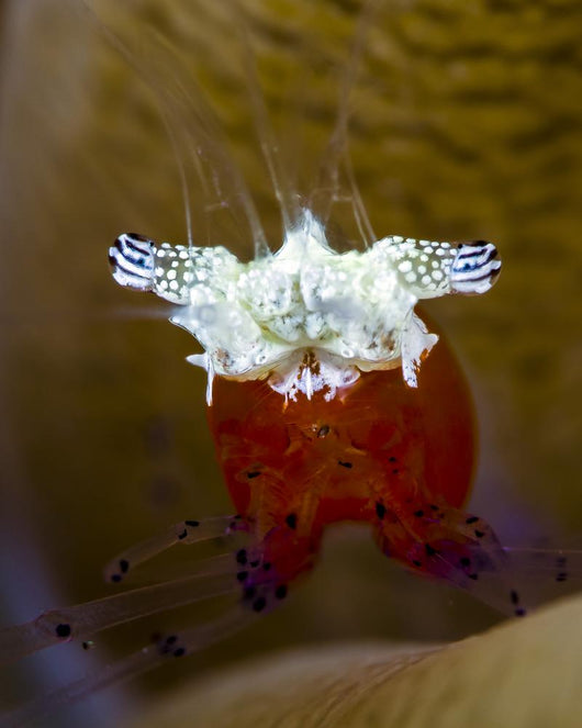Mushroom Coral Shrimp Milne Wall Decal