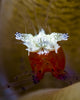 Mushroom Coral Shrimp Milne Wall Decal