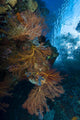 Reef Scene with Sea Wall Decal