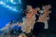 Large Sea Fan Milne Wall Decal