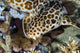 Walking Bamboo Shark Milne Wall Decal