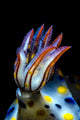 Gills Colorful Hypselodoris Nudibranch Wall Decal