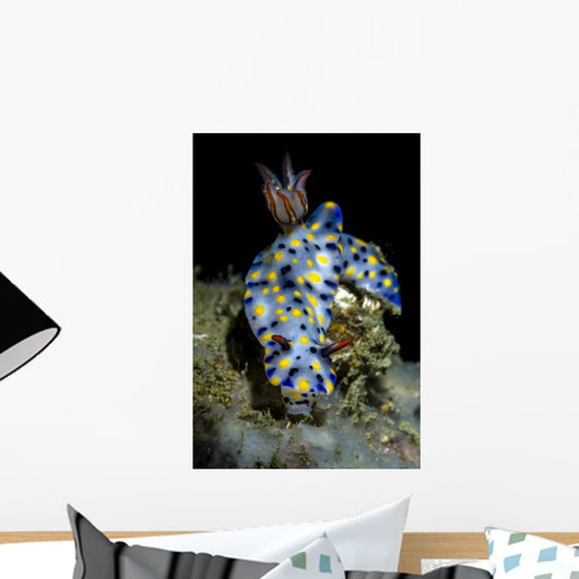Colorful Hypselodoris Nudibranch Milne Wall Decal