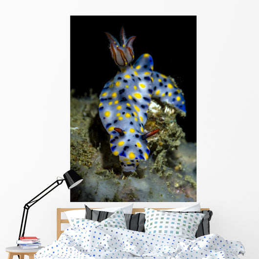 Colorful Hypselodoris Nudibranch Milne Wall Decal