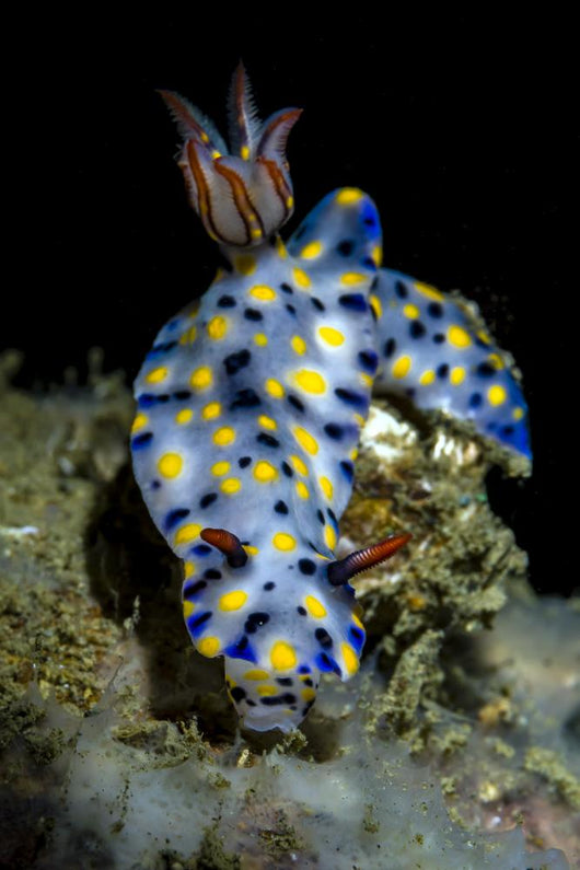 Colorful Hypselodoris Nudibranch Milne Wall Decal