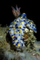 Colorful Hypselodoris Nudibranch Milne Wall Decal