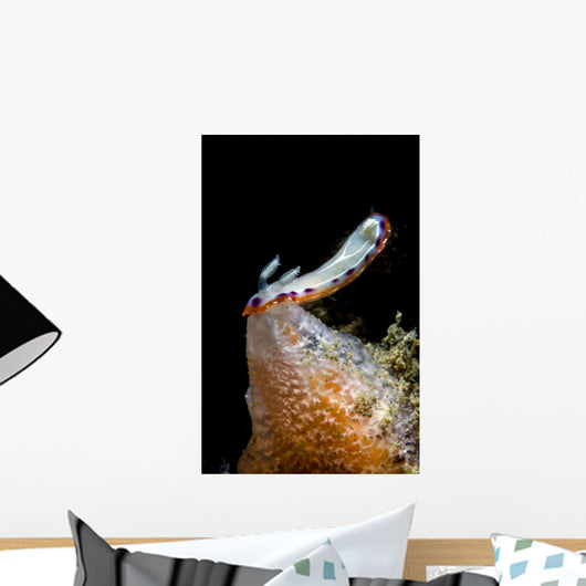 Goniobranchus Setoensis Nudibranch Milne Wall Decal