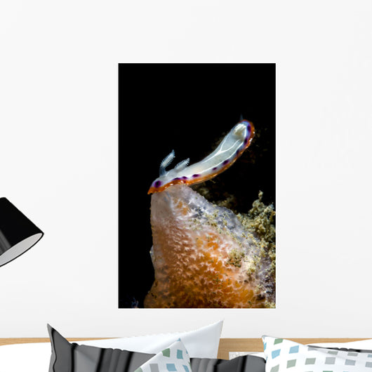 Goniobranchus Setoensis Nudibranch Milne Wall Decal