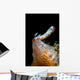 Goniobranchus Setoensis Nudibranch Milne Wall Decal