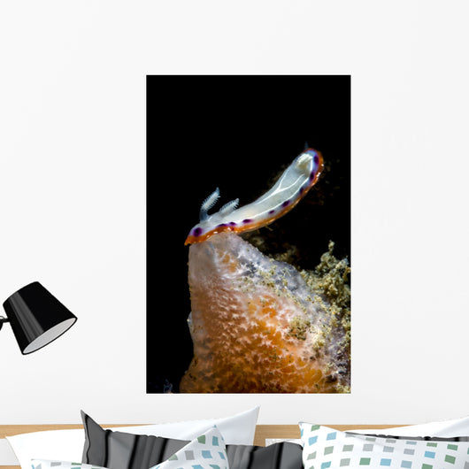 Goniobranchus Setoensis Nudibranch Milne Wall Decal