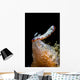 Goniobranchus Setoensis Nudibranch Milne Wall Decal