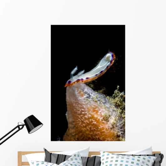 Goniobranchus Setoensis Nudibranch Milne Wall Decal