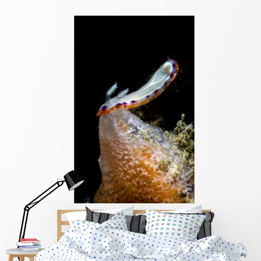 Goniobranchus Setoensis Nudibranch Milne Wall Decal