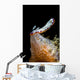 Goniobranchus Setoensis Nudibranch Milne Wall Decal