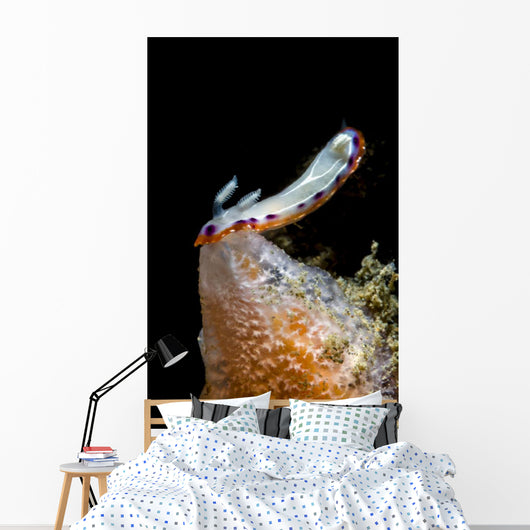Goniobranchus Setoensis Nudibranch Milne Wall Decal