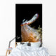 Goniobranchus Setoensis Nudibranch Milne Wall Decal