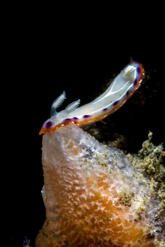 Goniobranchus Setoensis Nudibranch Milne Wall Decal