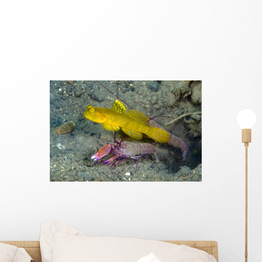 Yellow Shrimp Goby with Wall Decal