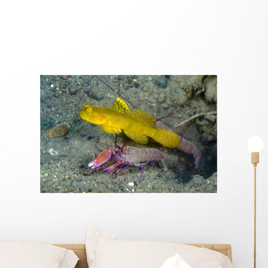 Yellow Shrimp Goby with Wall Decal