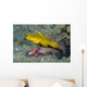 Yellow Shrimp Goby with Wall Decal