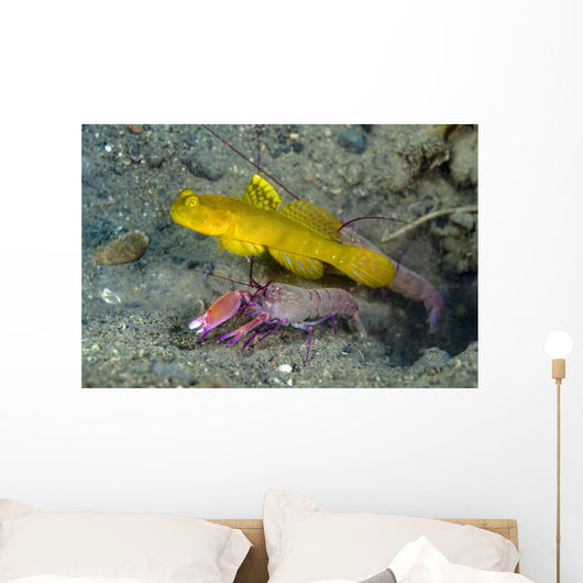 Yellow Shrimp Goby with Wall Decal