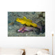 Yellow Shrimp Goby with Wall Decal