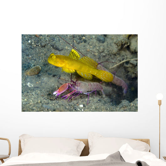 Yellow Shrimp Goby with Wall Decal