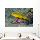 Yellow Shrimp Goby with Wall Decal