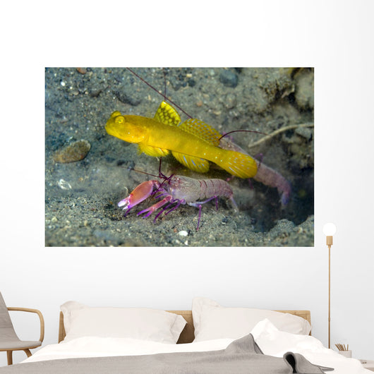 Yellow Shrimp Goby with Wall Decal