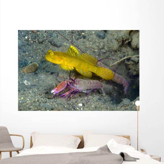 Yellow Shrimp Goby with Wall Decal