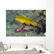 Yellow Shrimp Goby with Wall Decal
