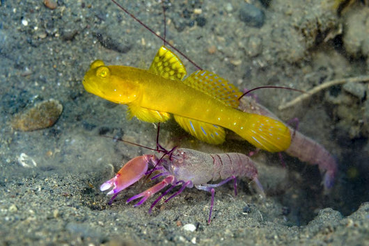 Yellow Shrimp Goby with Wall Decal