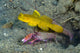 Yellow Shrimp Goby with Wall Decal
