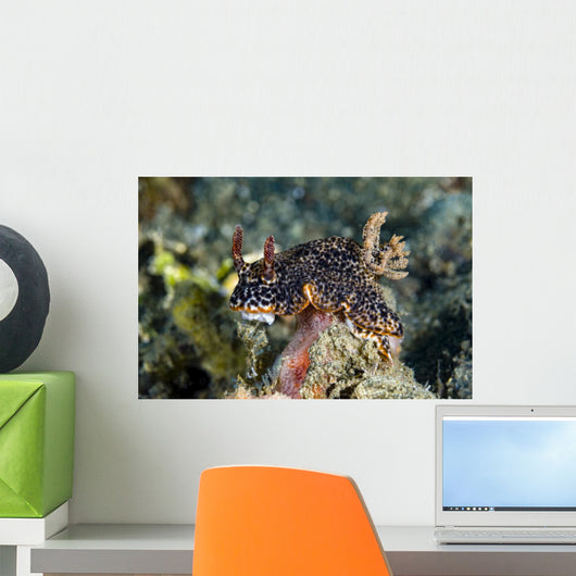 Nembrotha Nudibranch Milne Bay Wall Decal
