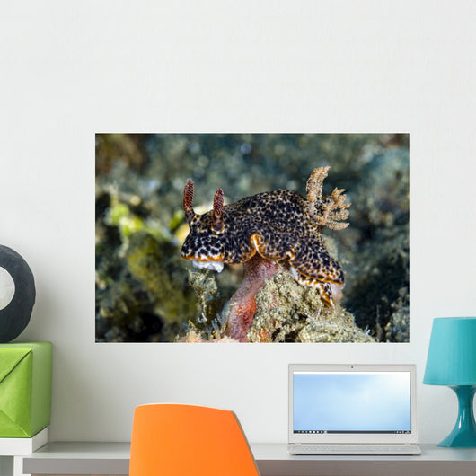 Nembrotha Nudibranch Milne Bay Wall Decal