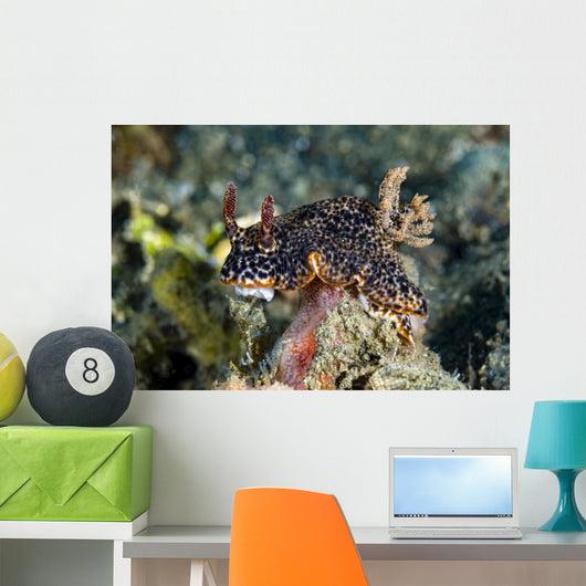 Nembrotha Nudibranch Milne Bay Wall Decal