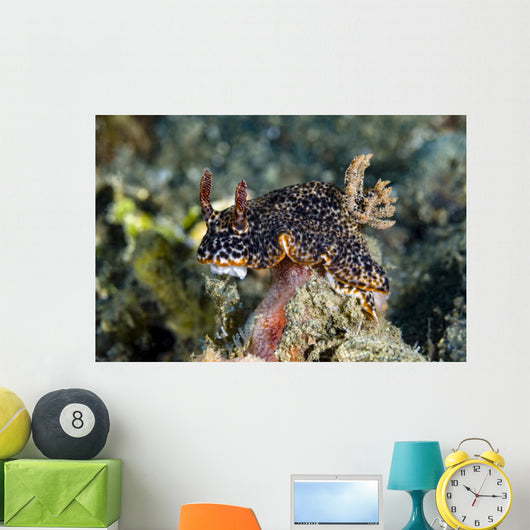 Nembrotha Nudibranch Milne Bay Wall Decal