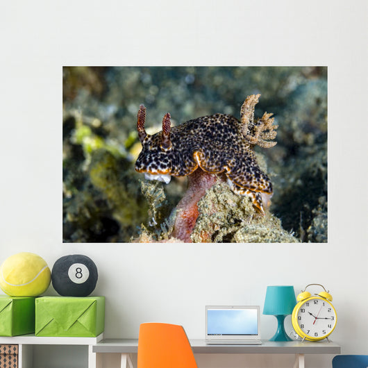 Nembrotha Nudibranch Milne Bay Wall Decal