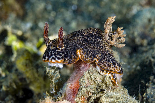 Nembrotha Nudibranch Milne Bay Wall Decal