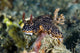 Nembrotha Nudibranch Milne Bay Wall Decal
