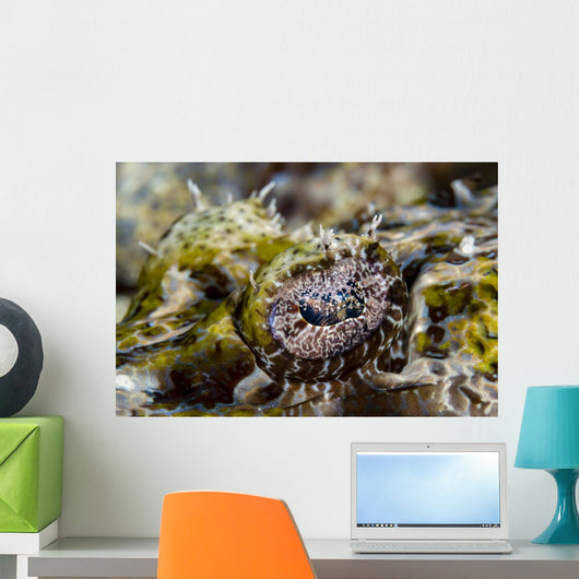 Eye Close-up Crocodile Flathead Wall Decal