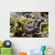Eye Close-up Crocodile Flathead Wall Decal