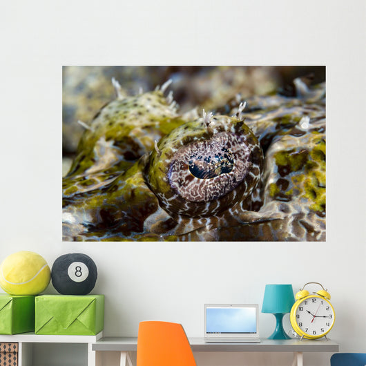 Eye Close-up Crocodile Flathead Wall Decal