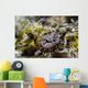 Eye Close-up Crocodile Flathead Wall Decal