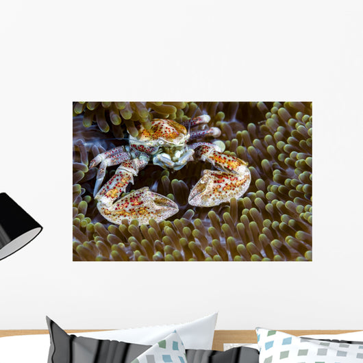Spotted Porcelain Crab New Wall Decal