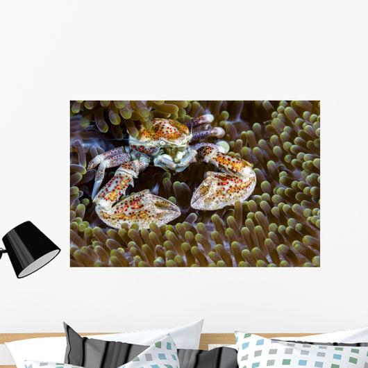 Spotted Porcelain Crab New Wall Decal