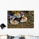 Spotted Porcelain Crab New Wall Decal