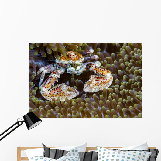 Spotted Porcelain Crab New Wall Decal